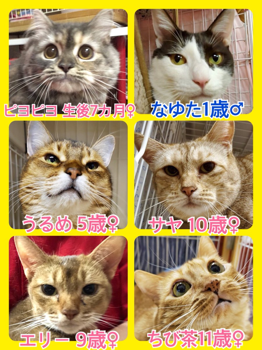 🐾今日の里親様募集中ニャンコ🐱メンバーです🐾天神橋店のTwitterのアドレスが変わりました！2019,9,29